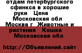 отдам петербургского сфинкса в хорошие руки › Цена ­ 500 - Московская обл., Москва г. Животные и растения » Кошки   . Московская обл.
